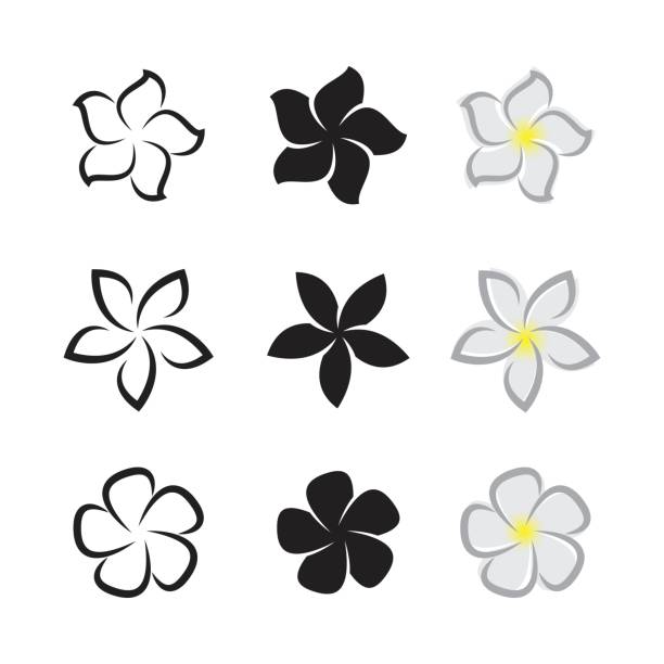 wektor kwiatów tropikalnych frangipani (plumeria) na białym tle. - frangipani stock illustrations