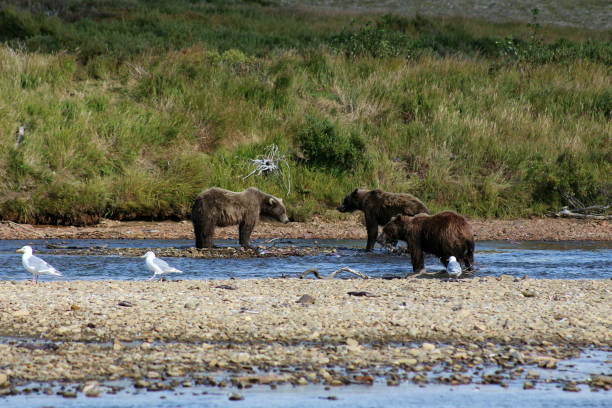 istock Grizzly Bear Alaska 694842440
