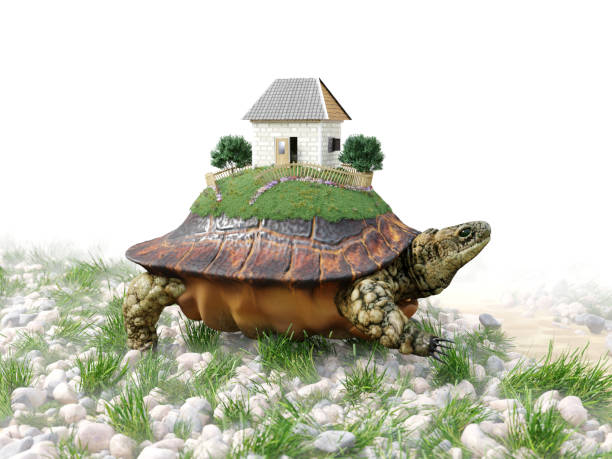 Turtle with toy house from paper real estate business concept photo stock photo