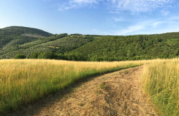 Country road in green hay field