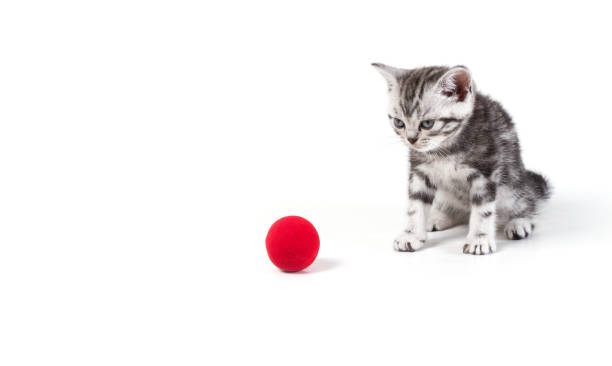 istock Cute silver tabby kitten playing toy on white background isolated 694849682