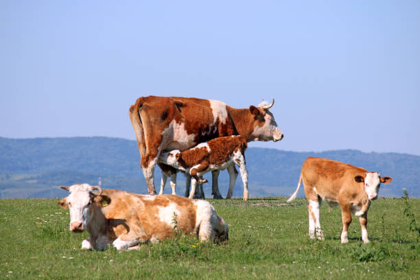 istock calf suckling milk on field 694849736