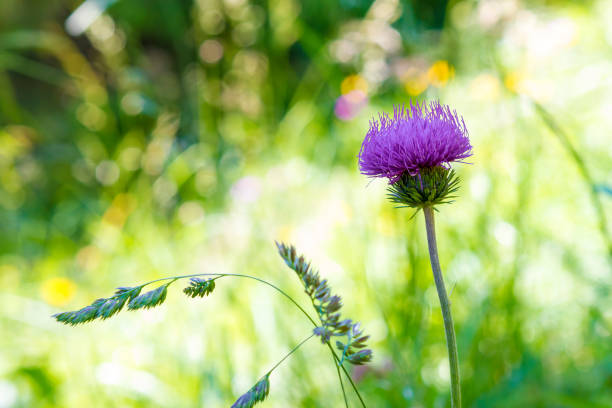 istock Violet flower welted thistle or carduus crispus plant 694855140