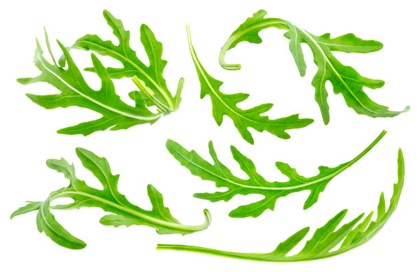 istock Arugula isolated on white background, collection. Green leaves arugula set 694855194