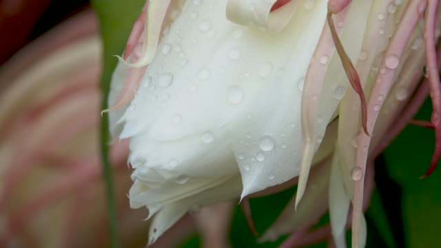 4K Peony Flower with dropping on after raining