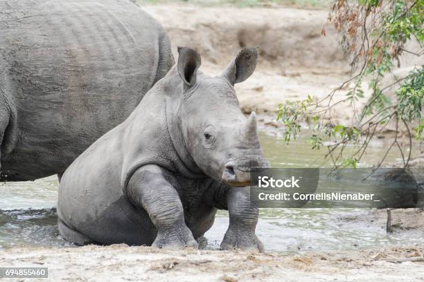 Rhinoceros Stock Photo - Download Image Now - Africa, Animal, Animal Body Part