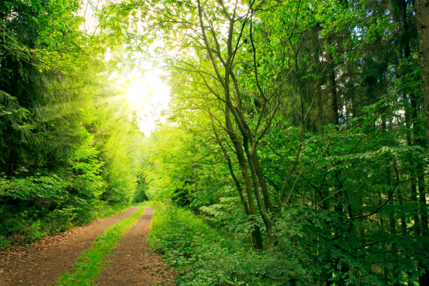 istock Sun in the pine forest and road with green grass 694858850