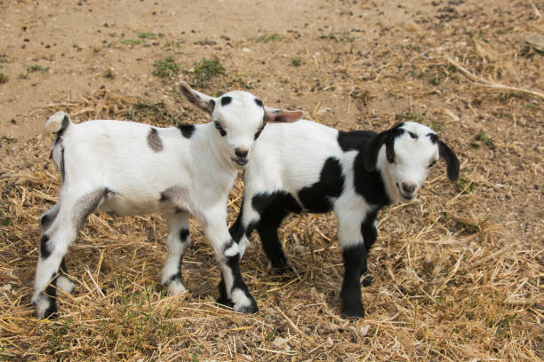 gemelos de cabrito enano - cabra enana africana fotografías e imágenes de stock