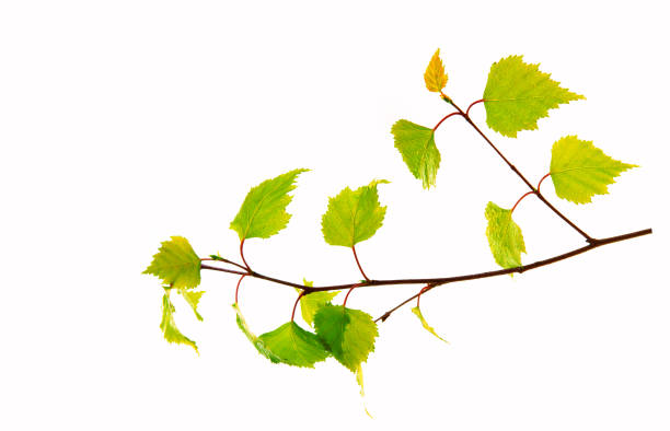 istock Birch leaves isolated on the white background 694859366