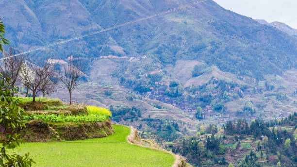 istock green terraced rice paddy in Dazhai village 694862470