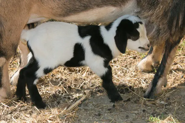 Photo of Baby tibetan goat under his mom