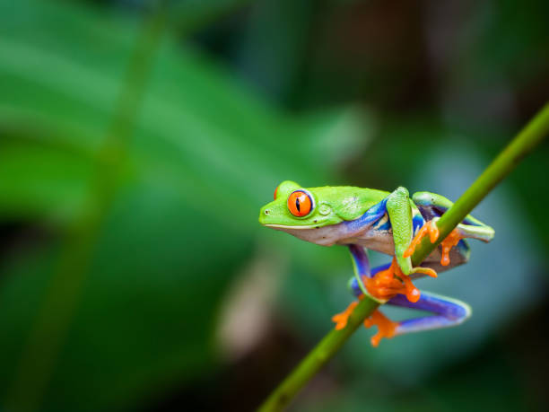 red eye frog - frosch stock-fotos und bilder