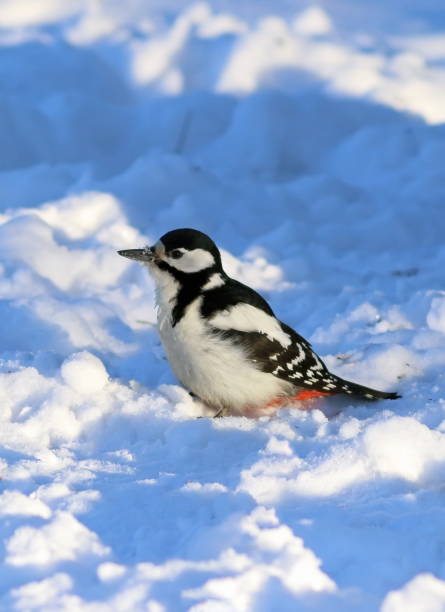 istock Dendrocopos major. The female great spotted woodpecker 694866416