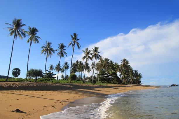 istock The view on the sand beach with palms and blue sea. 694867242