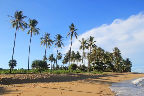 istock The view on the sand beach with palms and blue sea. 694868650