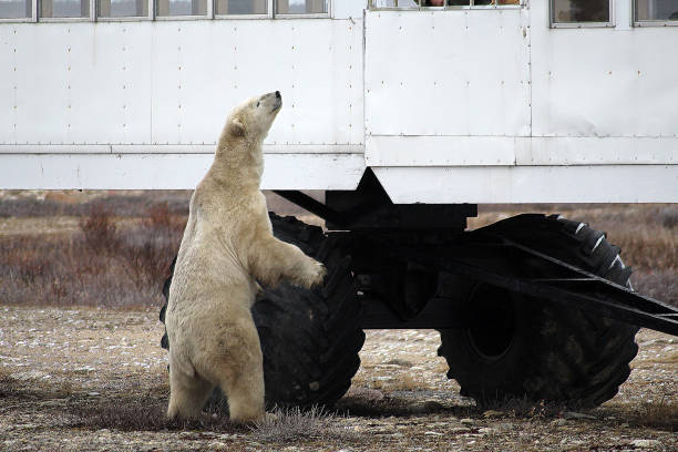 istock Polar Bear-Churchill-Hudson Bay Canada 694869140