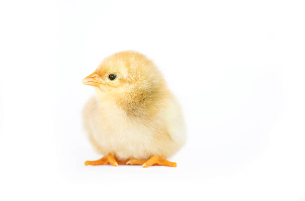 istock Small fluffy baby chick on limited 694872370