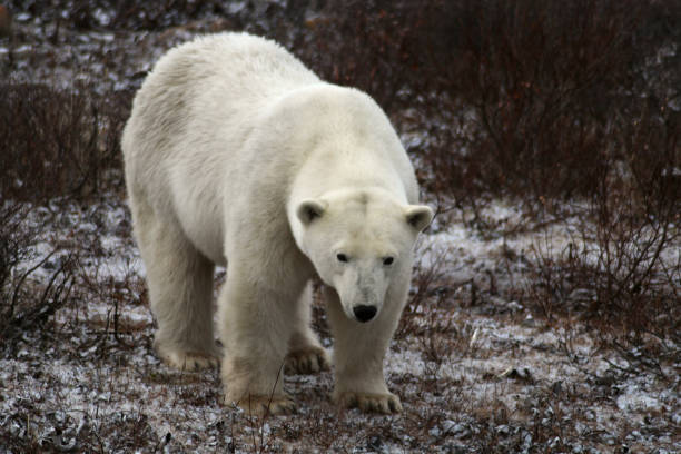 istock Polar Bear-Churchill-Hudson Bay Canada 694873102