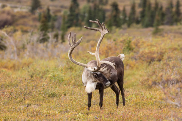 istock Bull Caribou in Velvet 694875556