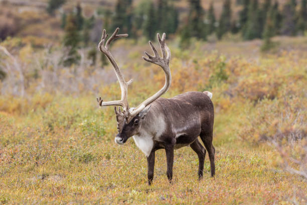 istock Bull Caribou in Velvet 694875580