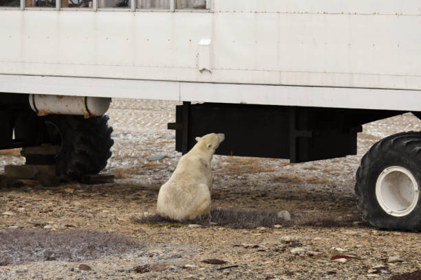 istock Polar Bear-Churchill-Hudson Bay Canada 694875908