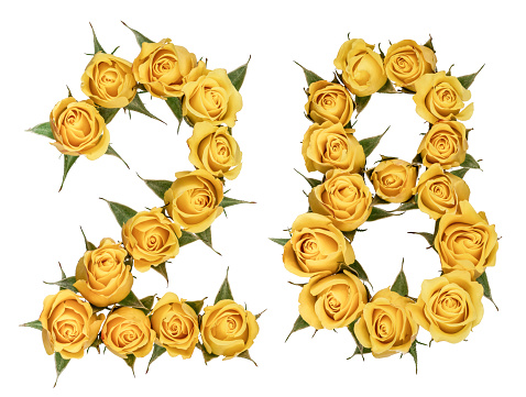 Arabic numeral 28, twenty eight, from yellow flowers of rose, isolated on white background