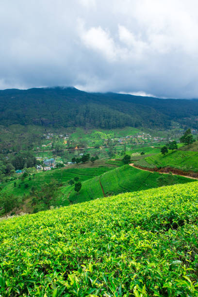 Tea plantation stock photo