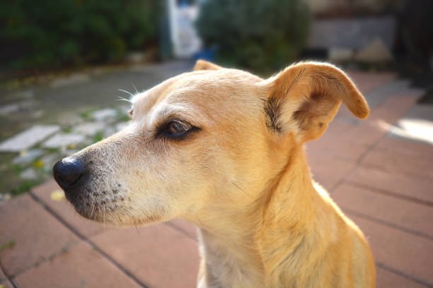 istock Dog portrait in the garden 694879444