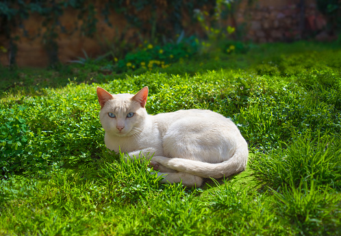 albino cat with blue eyes lying on grass