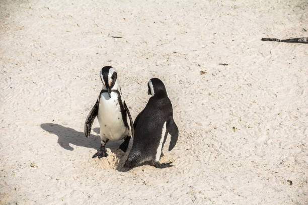 istock Cute penguins together on Boulders beach, Cape Town 694885656