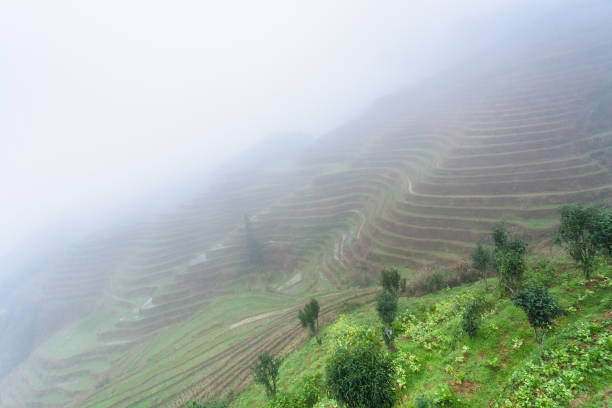 istock view of rice terraced fields in mist 694886184
