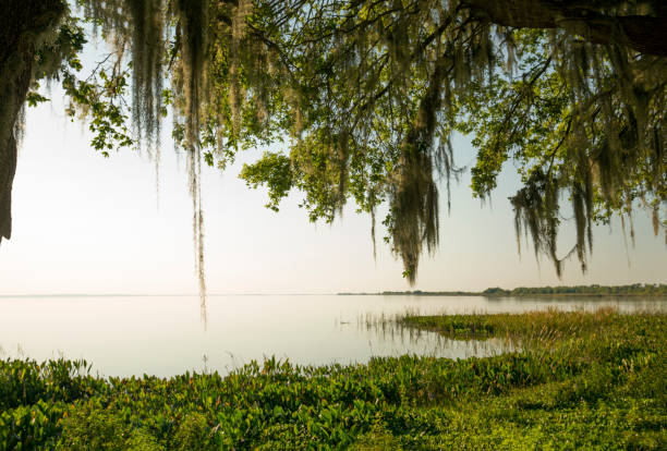 Late afternoon shoreline of scenic Lake Apopka in Florida. Moss draped branches and marsh plants on the shore of Lake Apopka in Magnolia Park, Florida. spanish moss photos stock pictures, royalty-free photos & images
