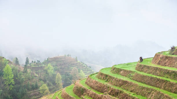 above view of terraced plantations on hills travel to China - above view of terraced plantations on hills from Tiantouzhai village in area Dazhai Longsheng Rice Terraces (Dragon's Backbone terrace, Longji Rice Terraces) country in spring longji tetian stock pictures, royalty-free photos & images