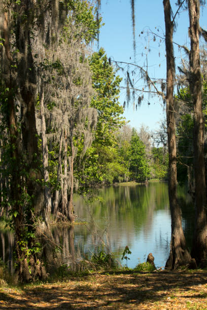 istock Shingle Creek with moss draped trees in Kissimmee, Florida. 694890964