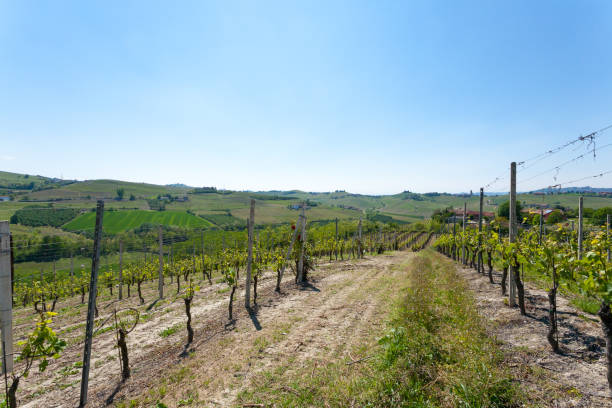 istock Landscape with vineyards from Langhe,Italian agriculture 694890992