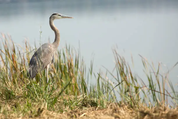 Photo of Great blue heron standing in a marsh, Apopka, Florida.