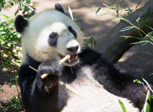 대나무 줄기를 먹는 위태롭게 한 자이언트 판다 - panda giant panda china eating 뉴스 사진 이미지