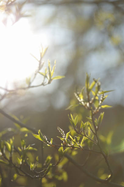 istock Green leaves in the spring season 694891520