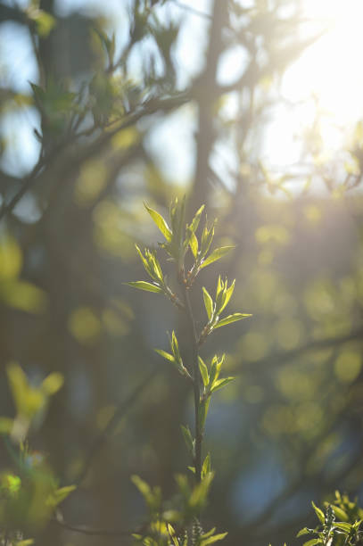istock Green leaves in the spring season 694892120