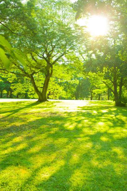 공원 - sunspot grass area tree sun 뉴스 사진 이미지