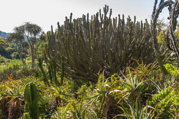 istock Cactus tree inside Kirstenbosch botanical garden, Cape Town 694894036
