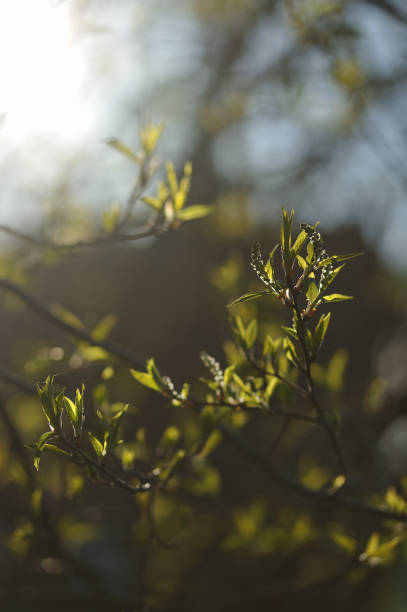 istock Green leaves in the spring season 694894218