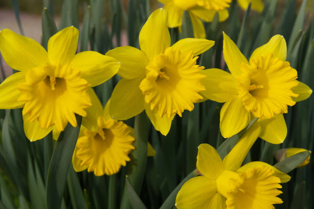 istock Daffodils Flowers - Flores de Narcisos 694897350