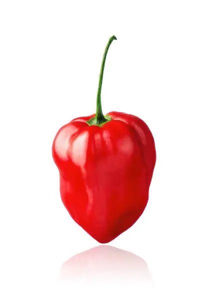 Photo of Red Habanero pepper isolated on white background