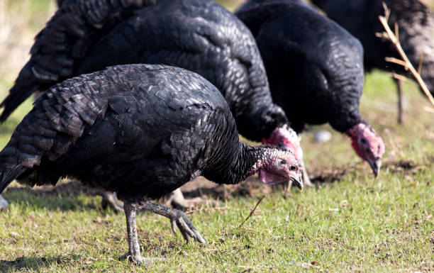istock farm turkeys outdoors 694897730