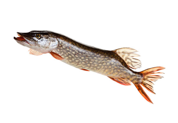 istock Pike fish on a white background close-up 694900416