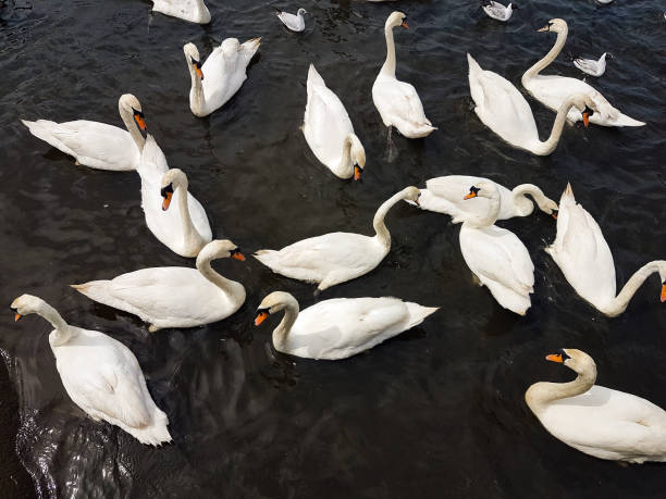 istock A Group of Swans 694903212