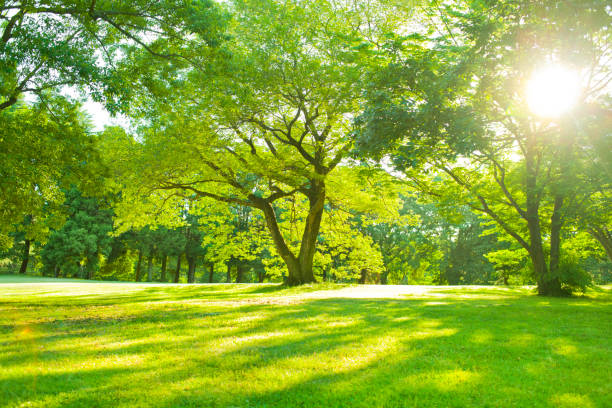 공원 - sunspot grass area tree sun 뉴스 사진 이미지