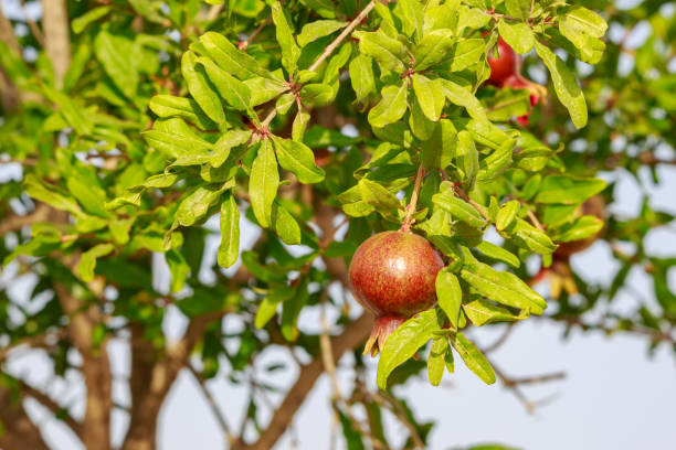 istock Small brown fruit of pomegranate 694903946