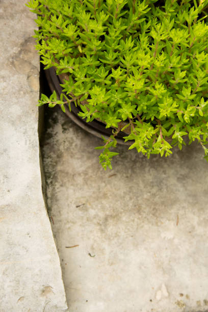 porro della casa comune accanto alla roccia di pietra - stone leek foto e immagini stock